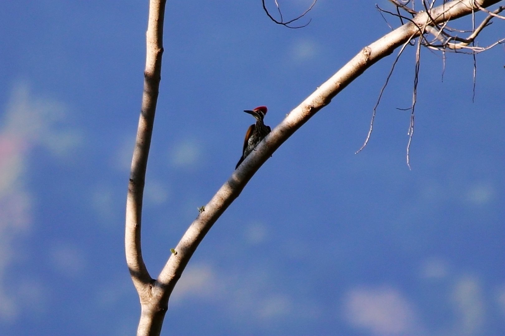 Greater Flameback (Chrysocolaptes guttacristatus)