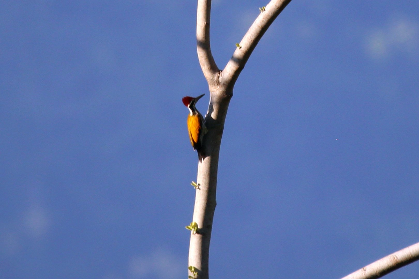 Greater Flameback (Chrysocolaptes guttacristatus)