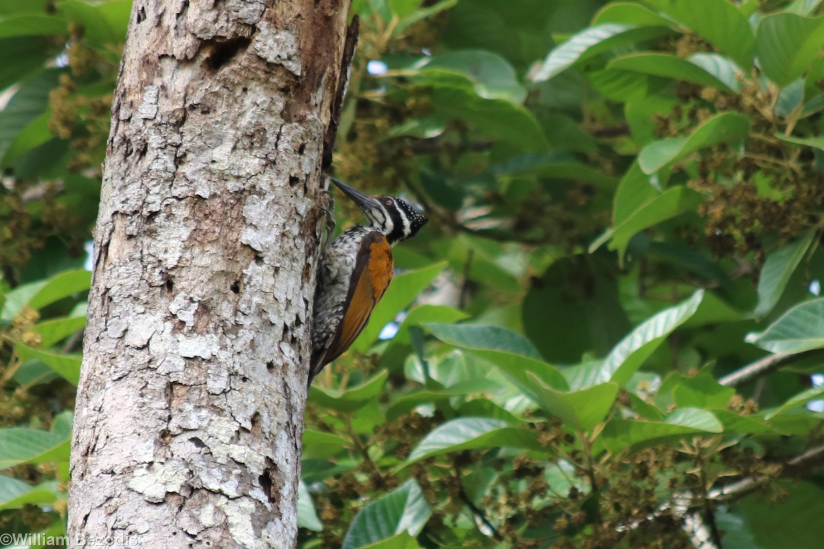 Greater Flameback Female - Kaeng Krachan National Park