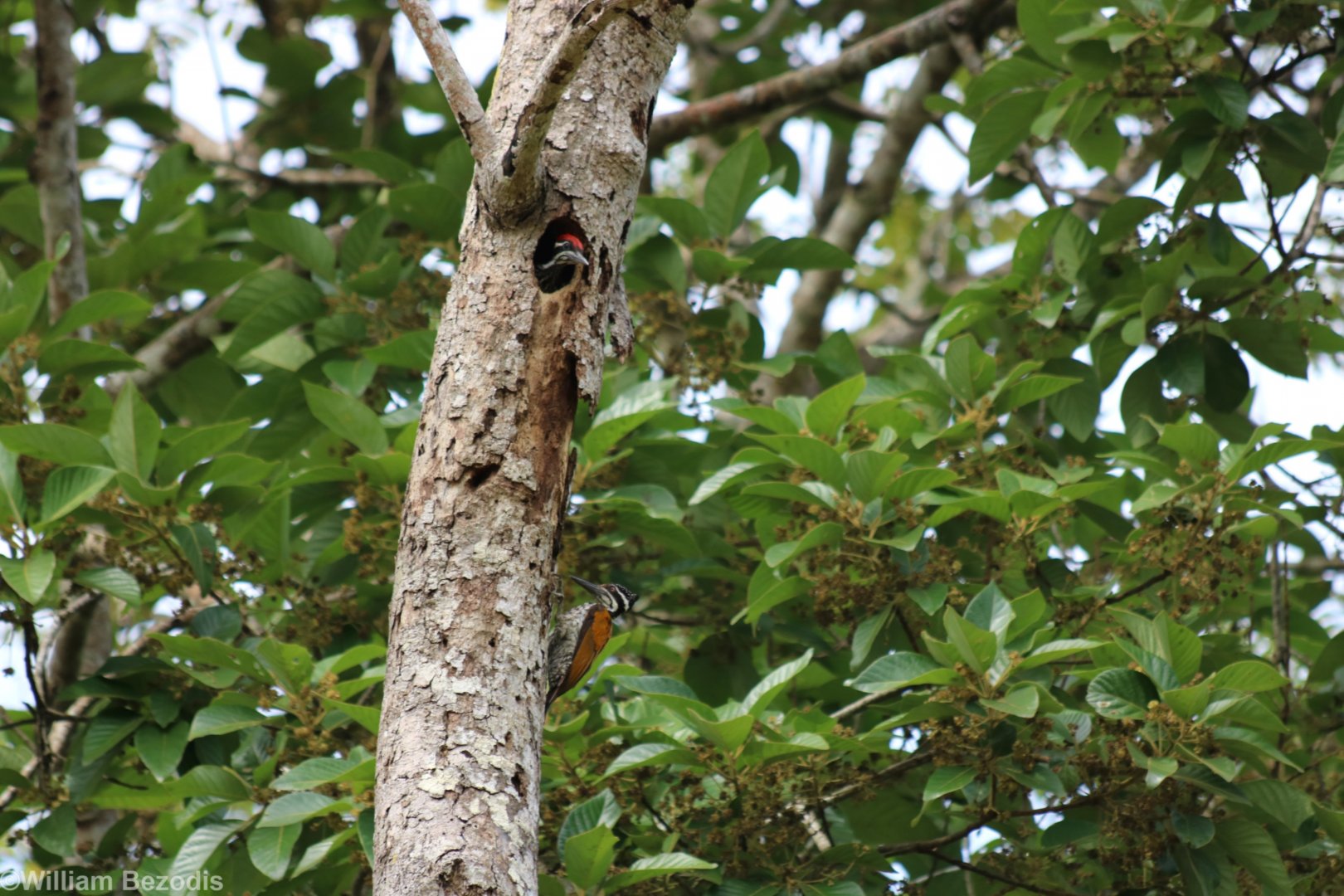 Greater Flameback Pair - Kaeng Krachan National Park