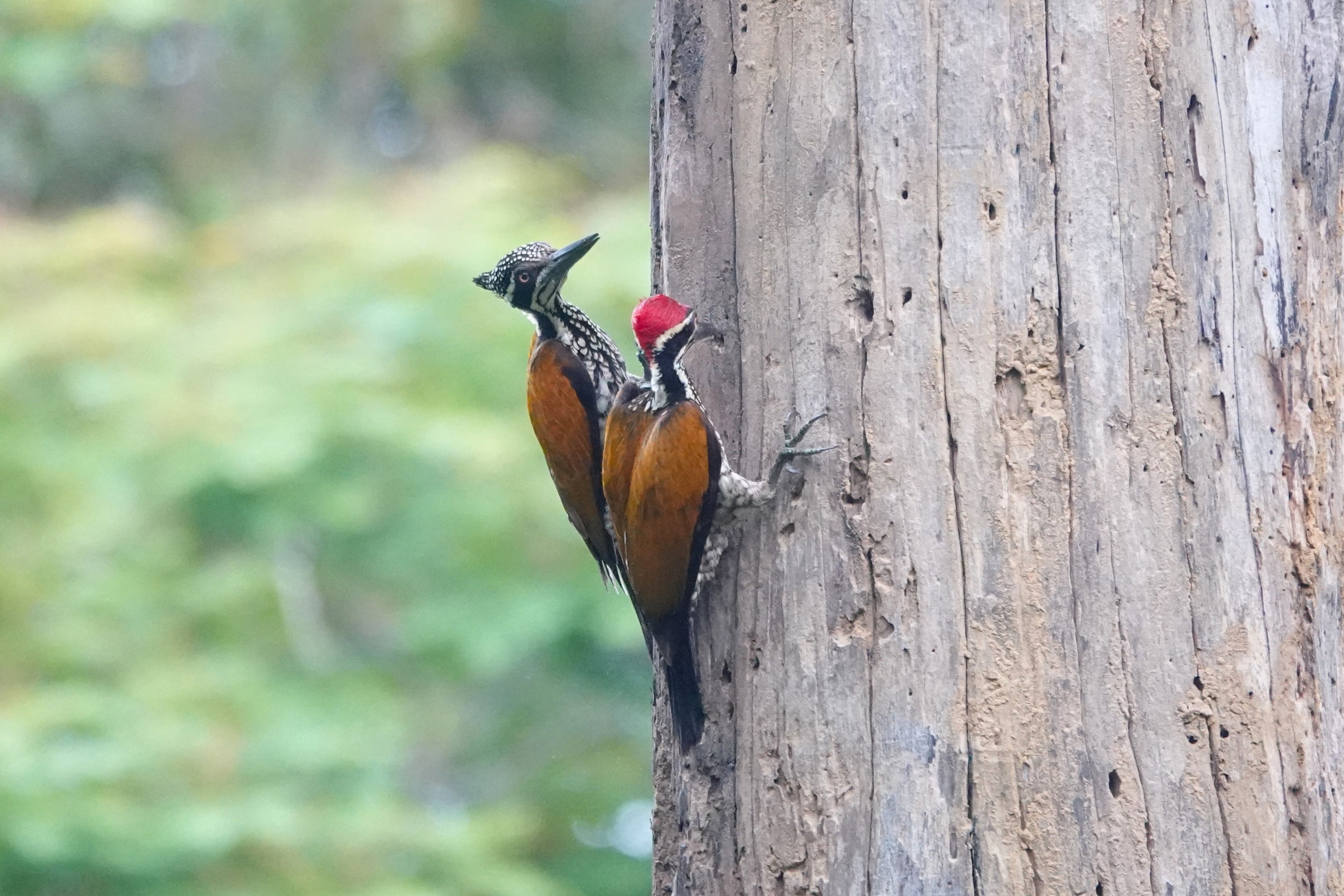 Greater Flameback