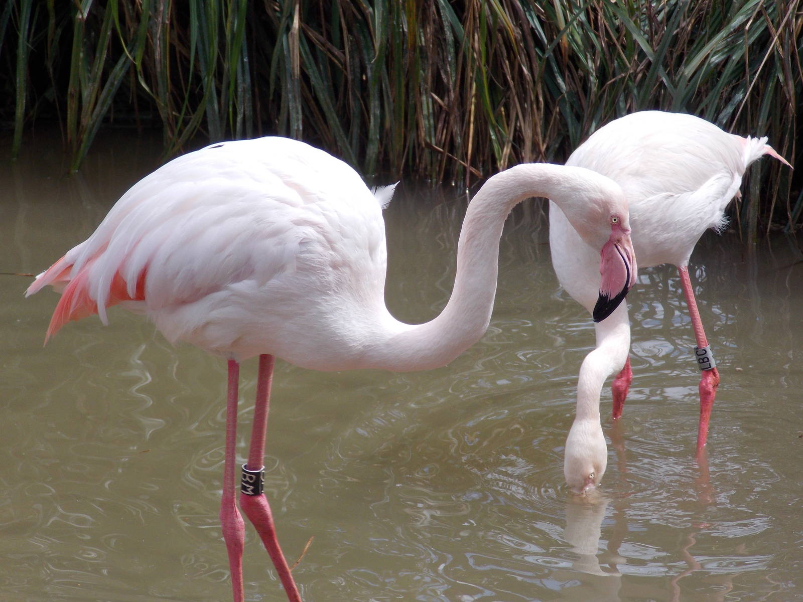 Greater Flamingo 18/5/13