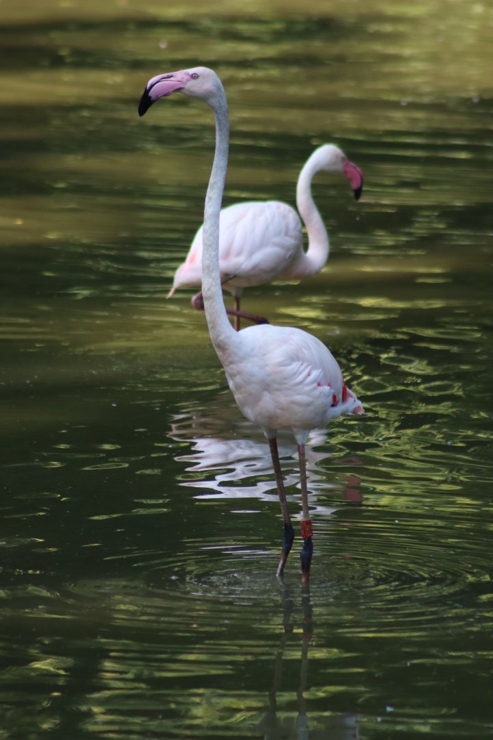 Greater flamingo - 27 June 2021