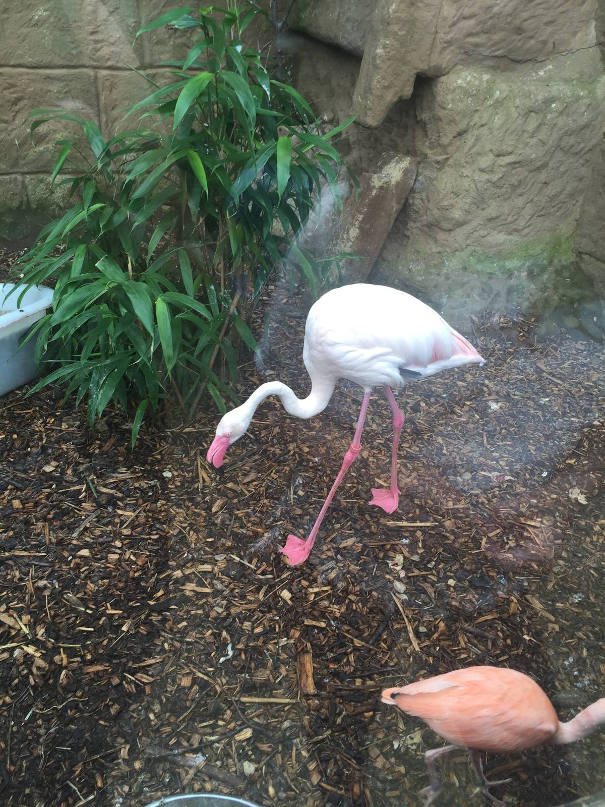 Greater Flamingo - 30/08/15