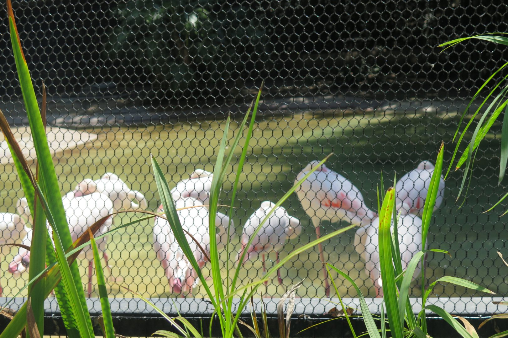 Greater Flamingo (8/23/2024)