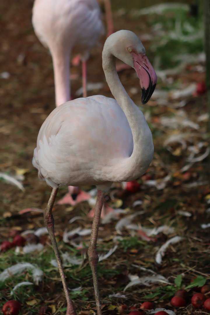 Greater flamingo - 8 November 2022