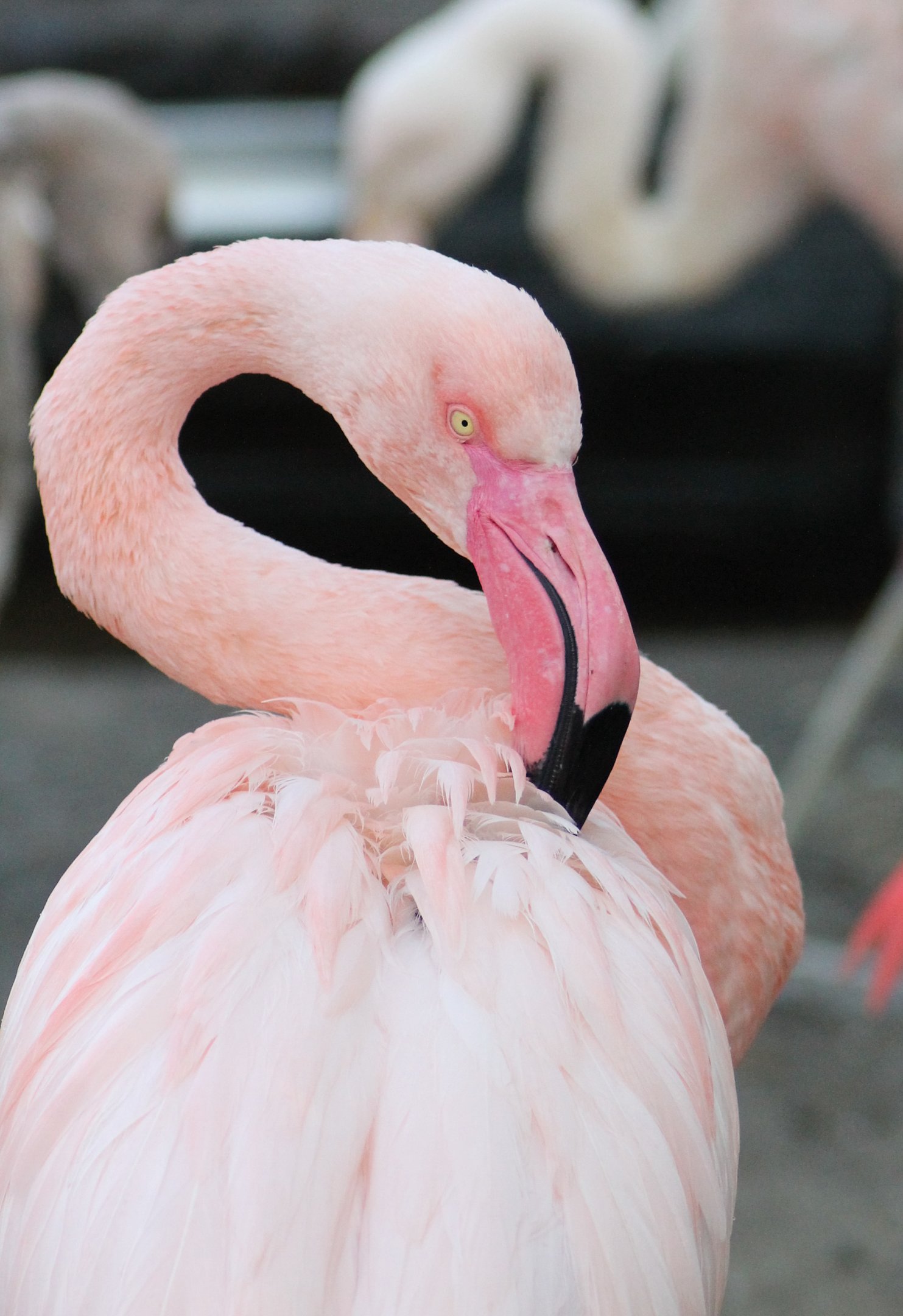 Greater flamingo? - "Afrika Sambesi"