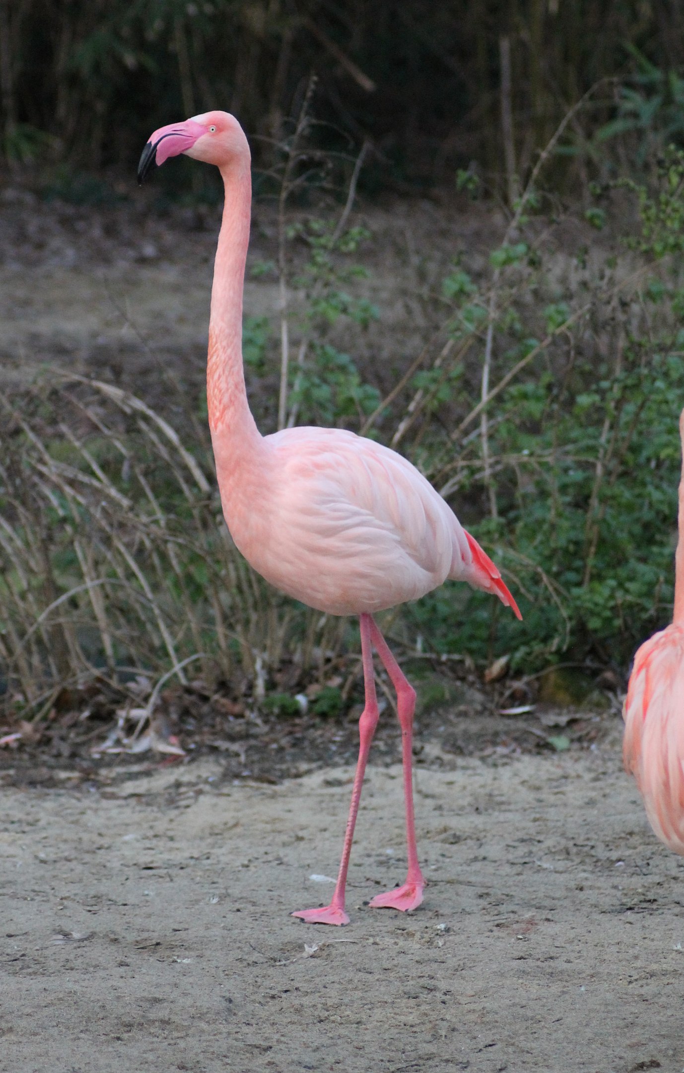 Greater flamingo? - "Afrika Sambesi"