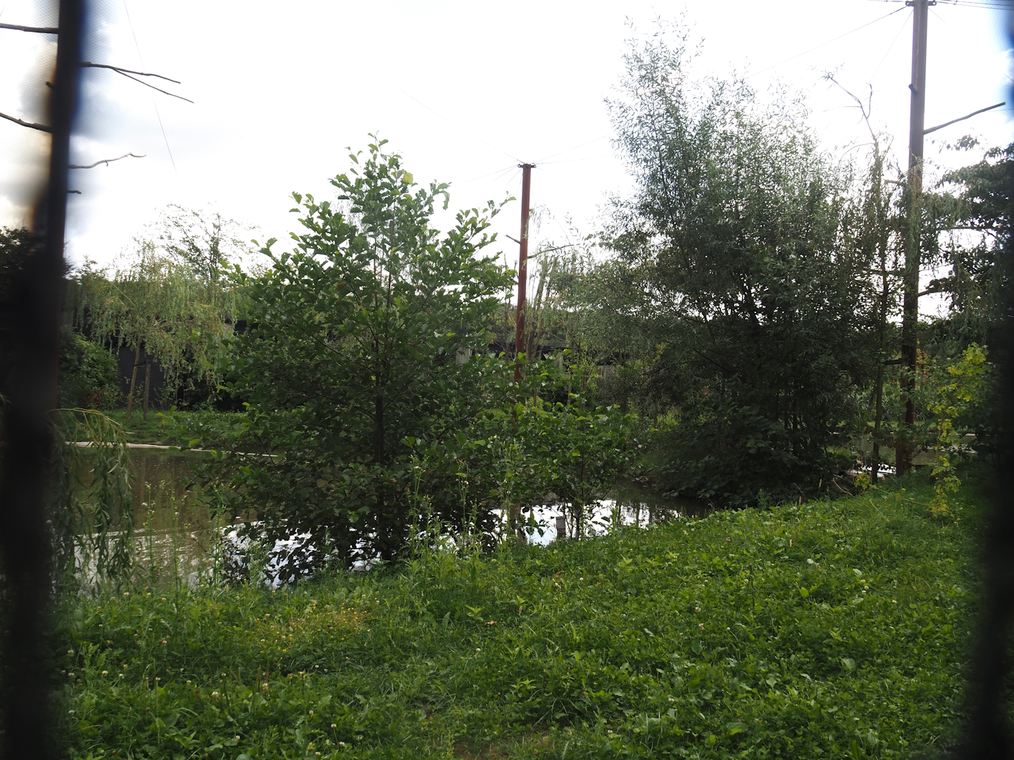 Greater flamingo and African bird aviary, 2024-08-21