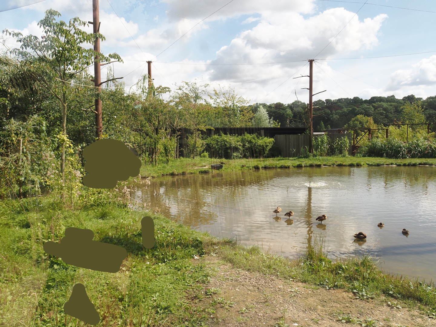 Greater flamingo and African bird aviary, 2024-08-21