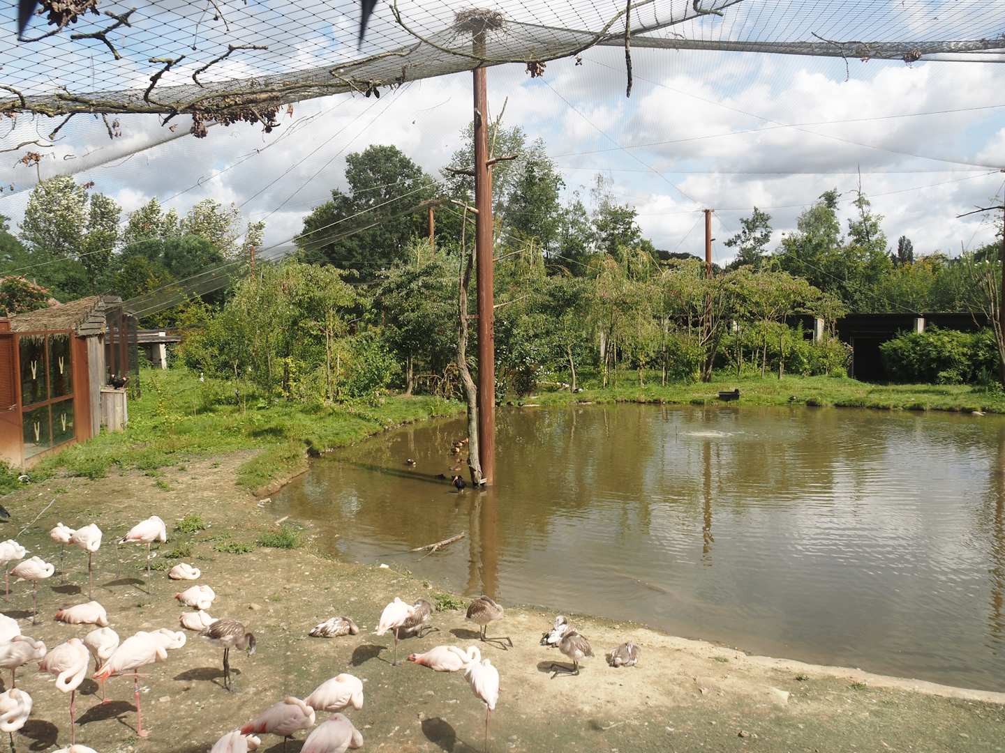 Greater flamingo and African bird aviary, 2024-08-21