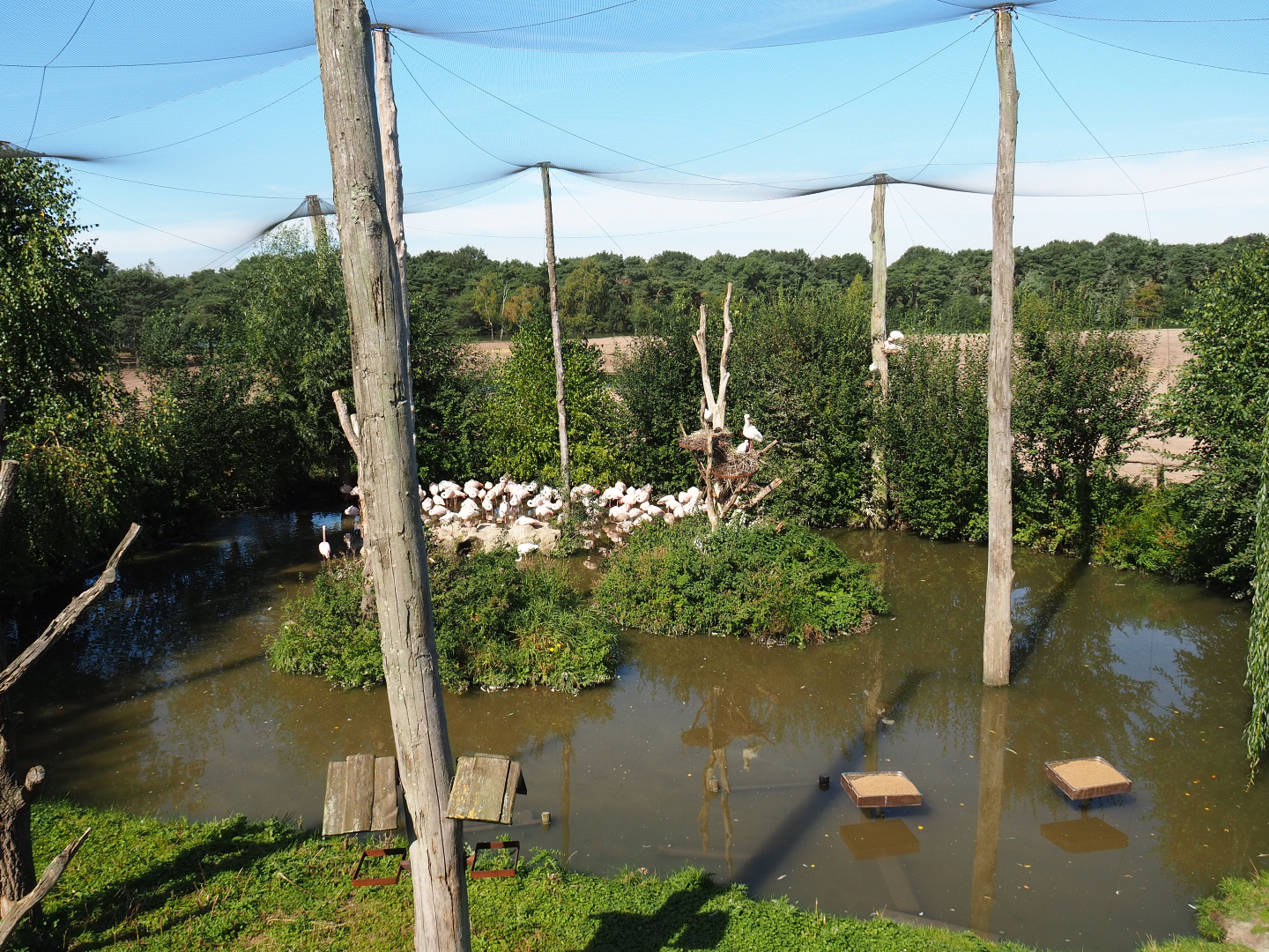 Greater flamingo and African spoonbill aviary, 2019-09-15