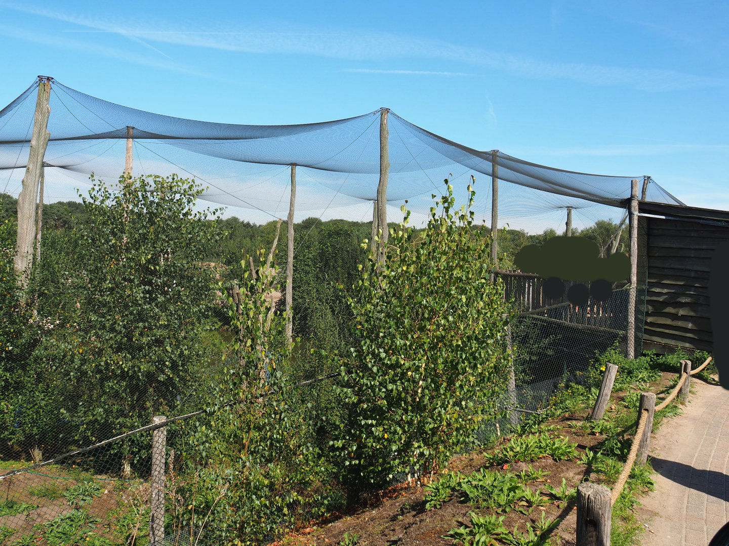 Greater flamingo and African spoonbill aviary, 2019-09-15