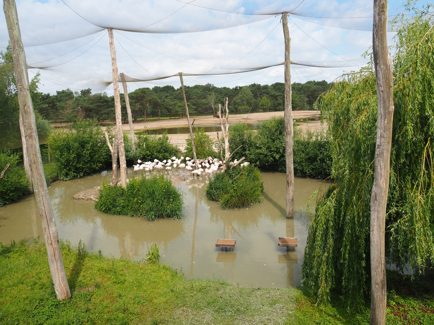 Greater flamingo and Black crowned crane aviary, 2022-06-12