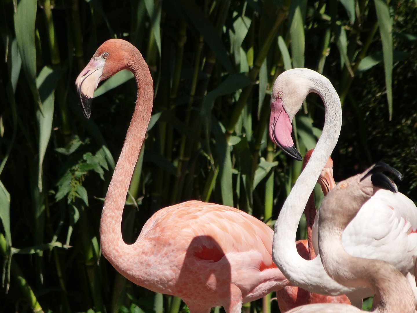 Greater flamingo and Caribbean flamingo -Zoo Praha (2025)