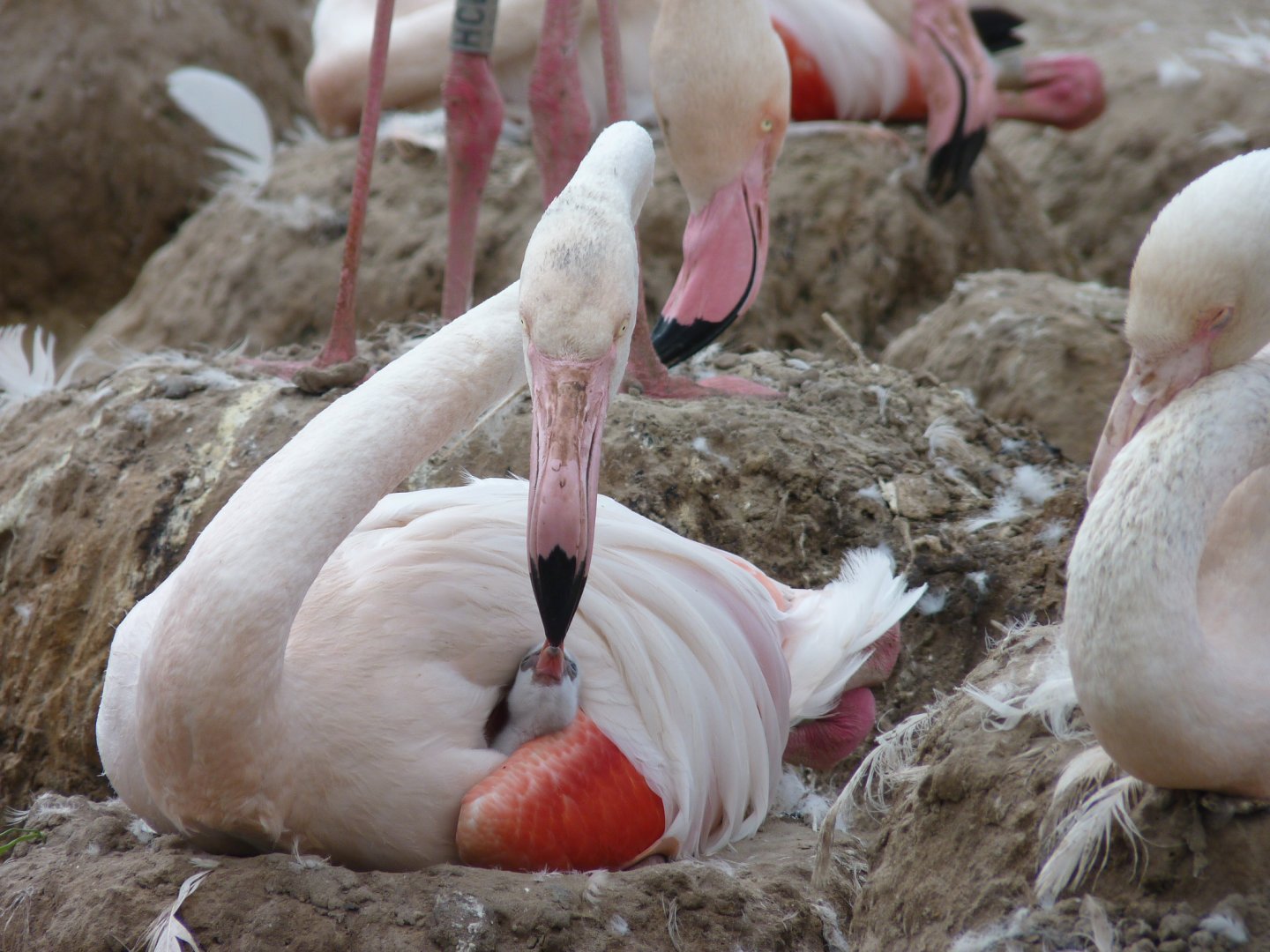 Greater flamingo and chick