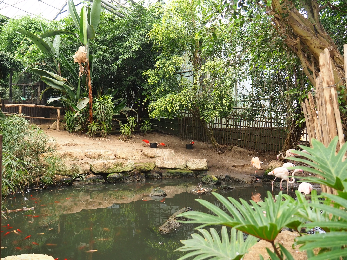 Greater flamingo and Chilean flamingo area in the Tropical hall (Aug 28th, 2018)
