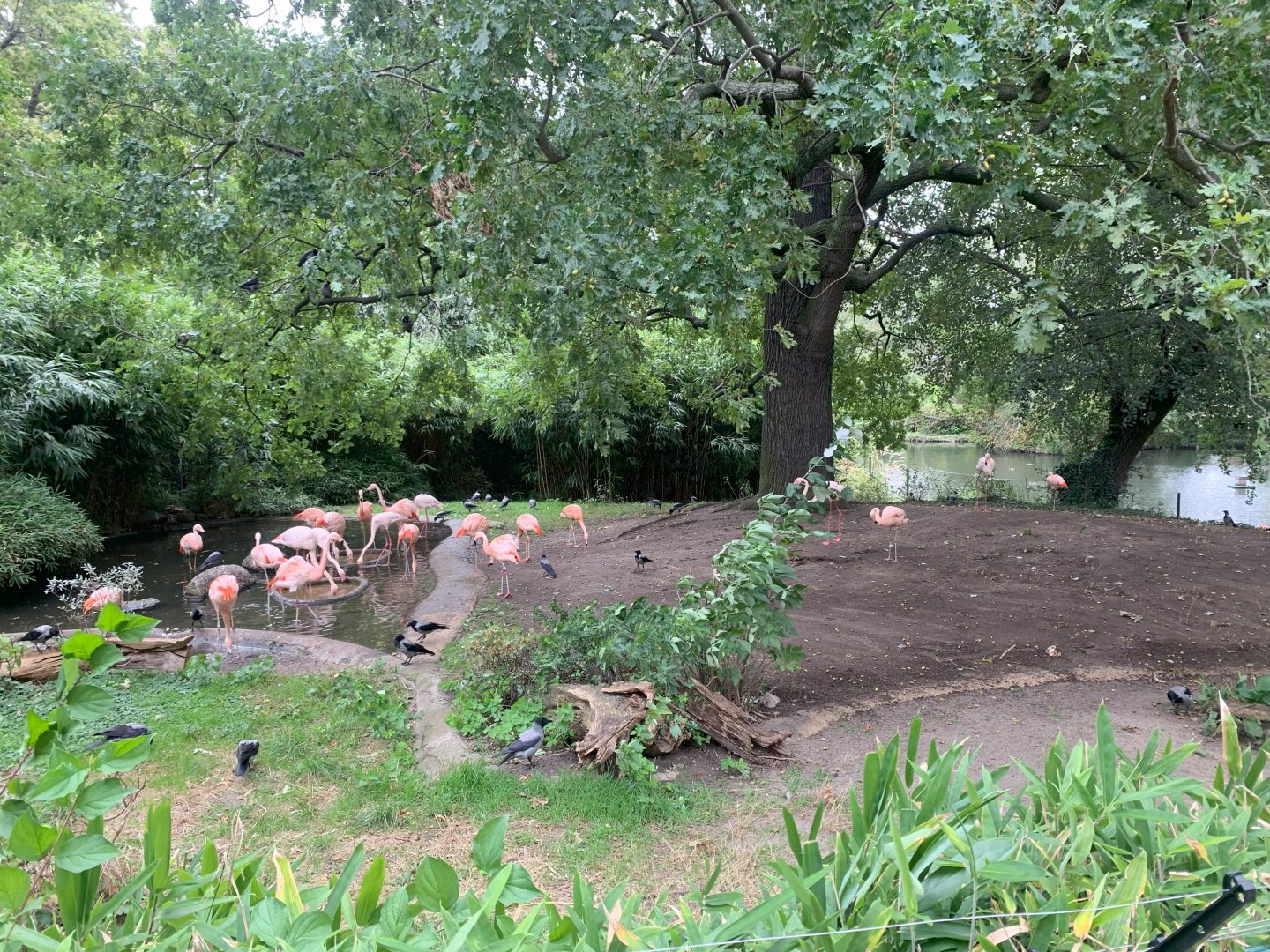 Greater Flamingo and Chilean Flamingo enclosure