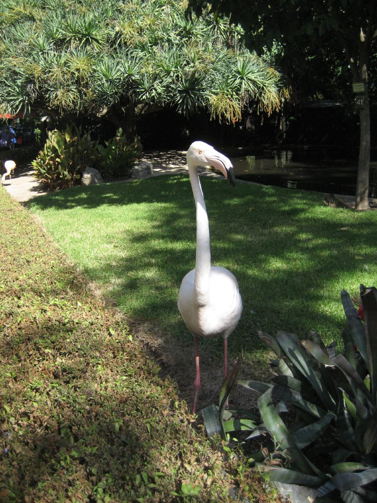Greater Flamingo and enclosure