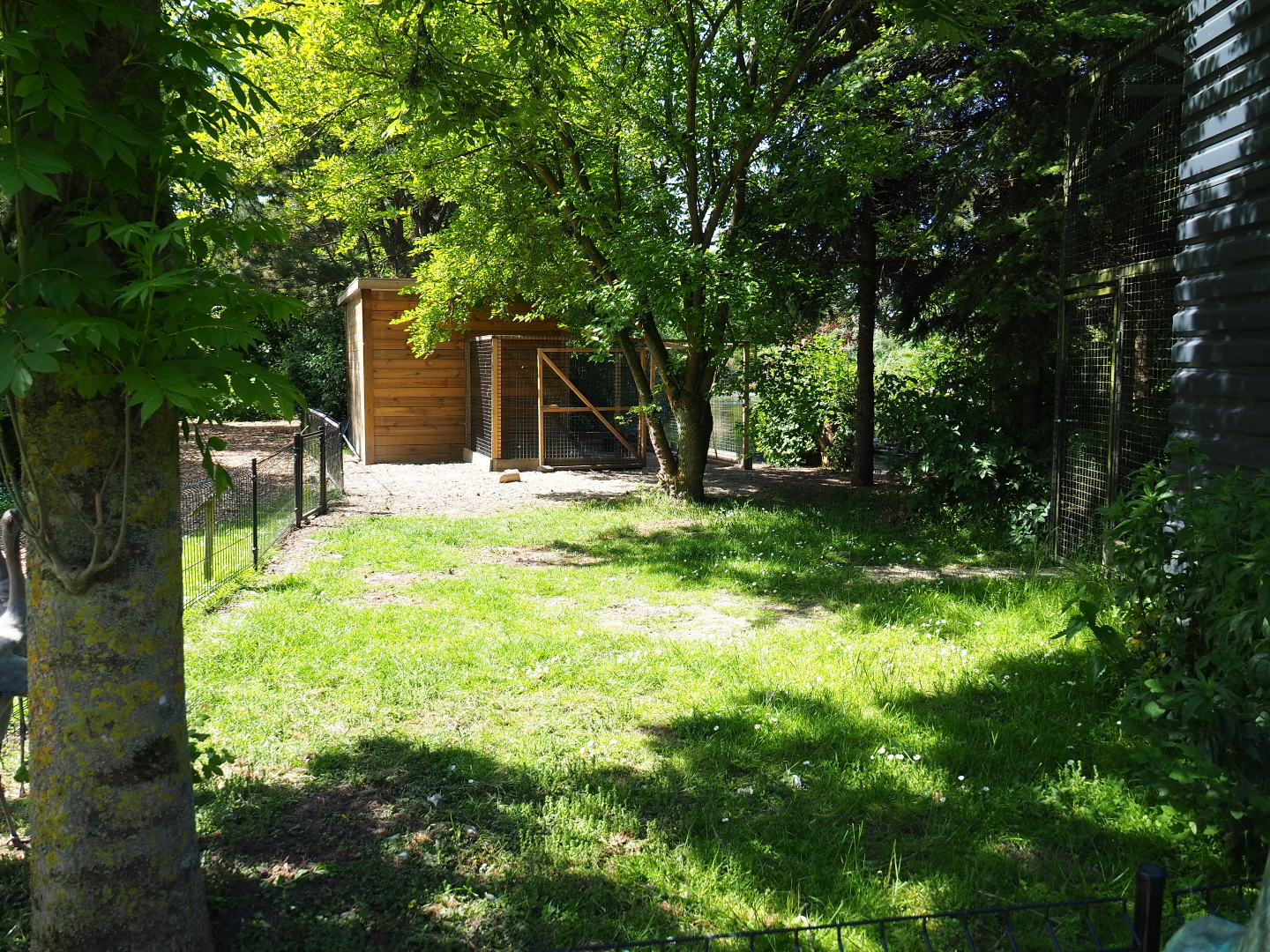 Greater flamingo and Eurasian crane exhibit land area, 2019-06-01