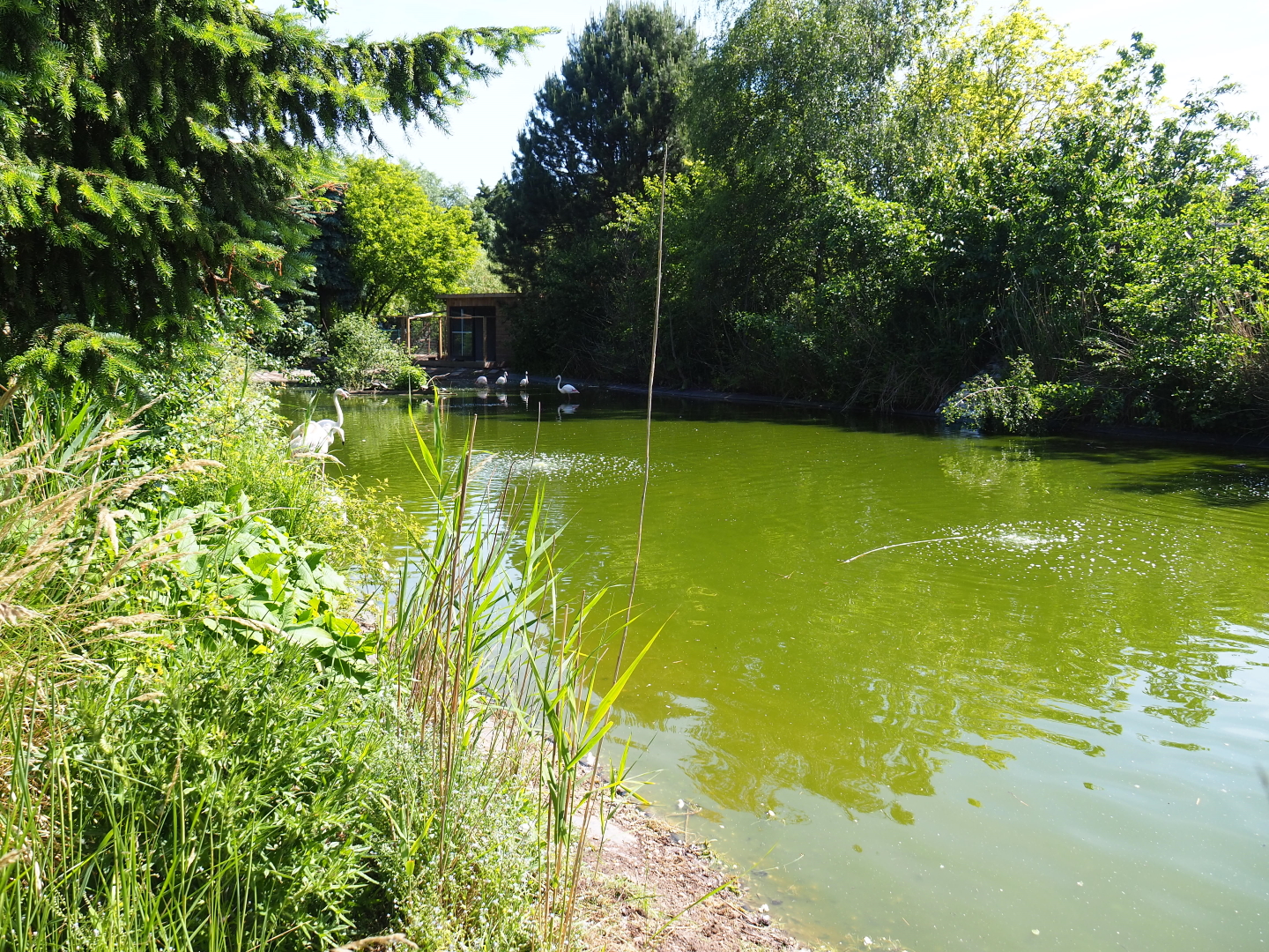 Greater flamingo and Eurasian crane pond, 2019-06-01