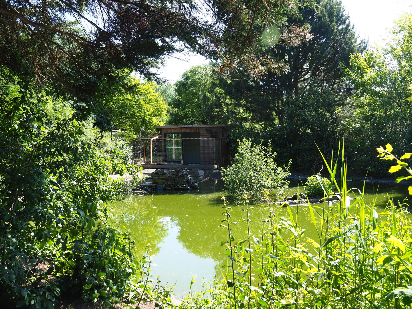 Greater flamingo and Eurasian crane pond, 2019-06-01