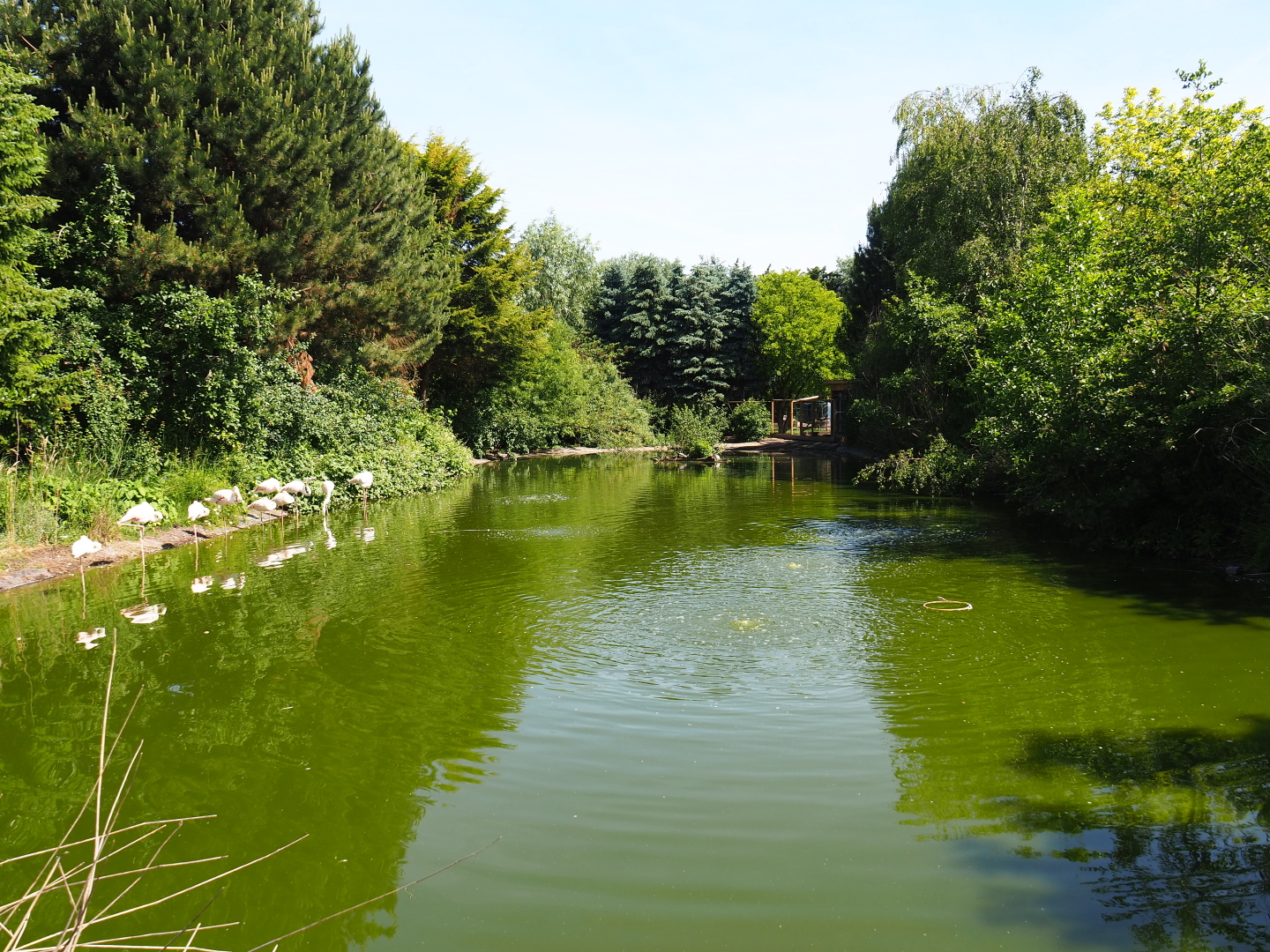Greater flamingo and Eurasian crane pond, 2019-06-01