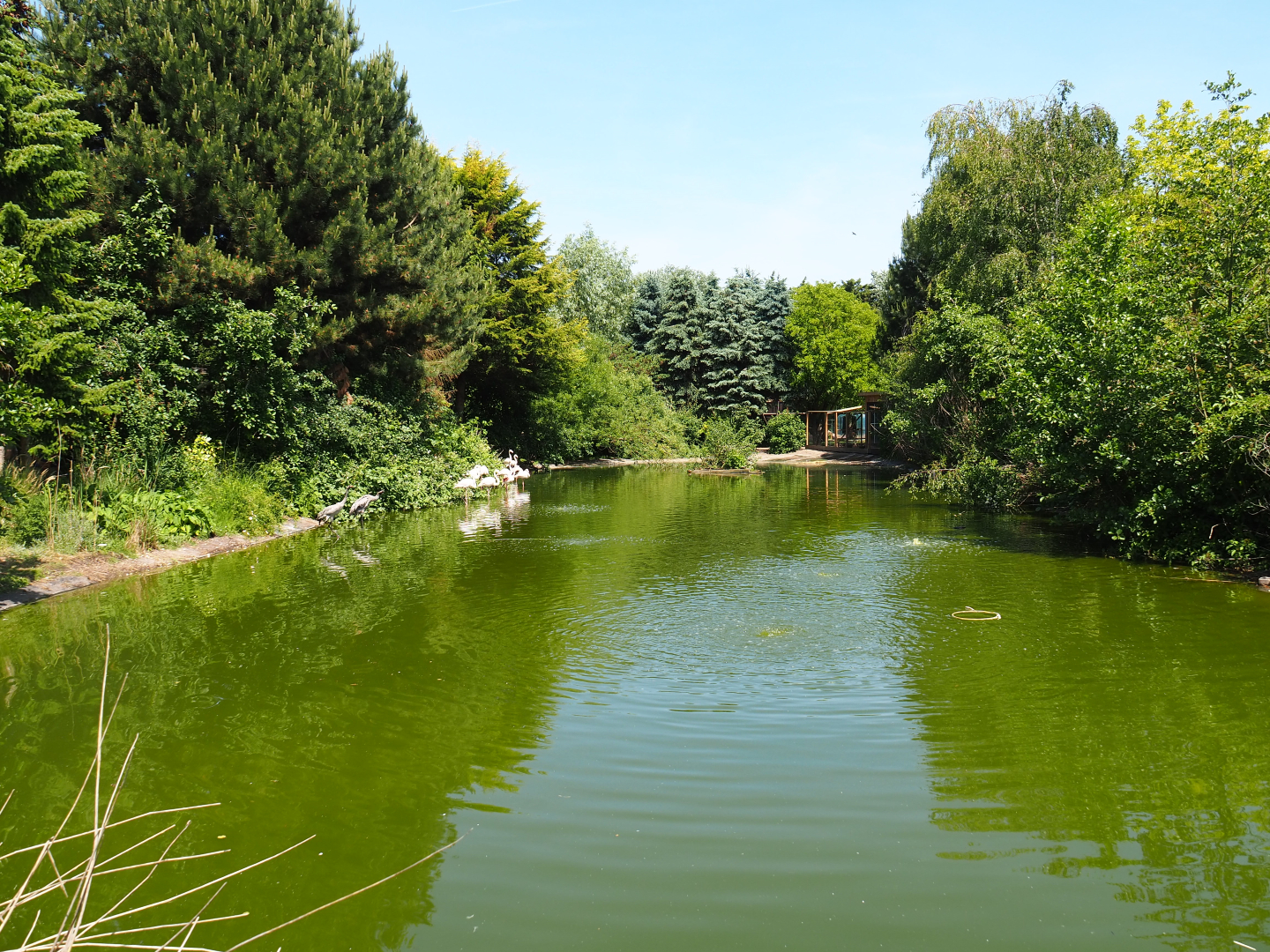 Greater flamingo and Eurasian crane pond, 2019-06-01