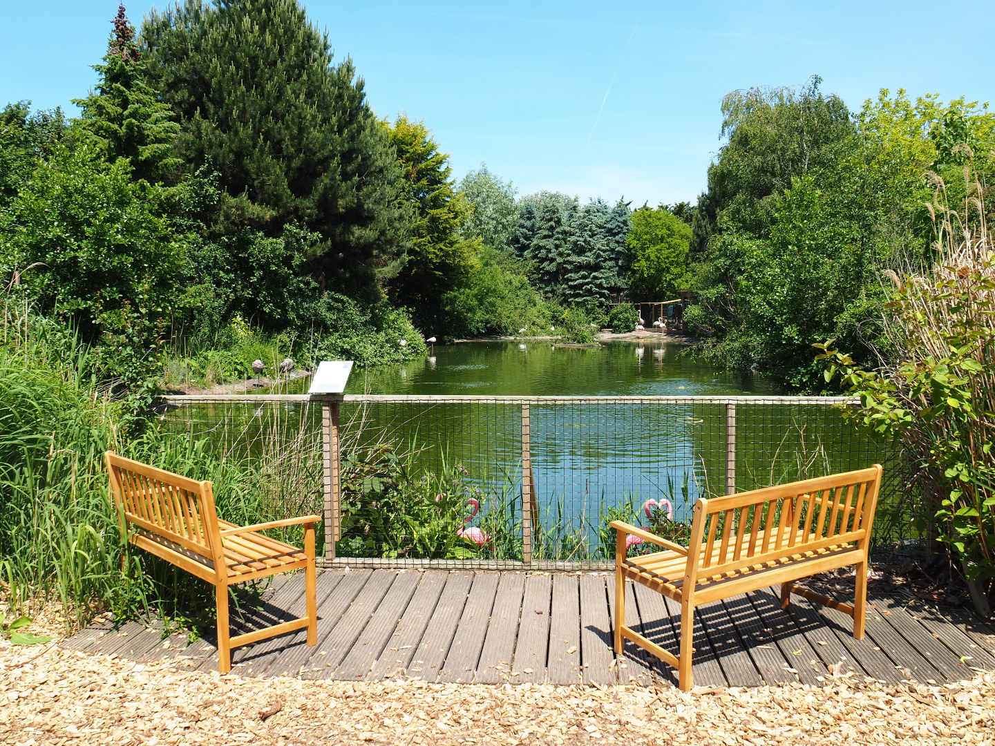 Greater flamingo and Eurasian crane pond, 2019-06-01