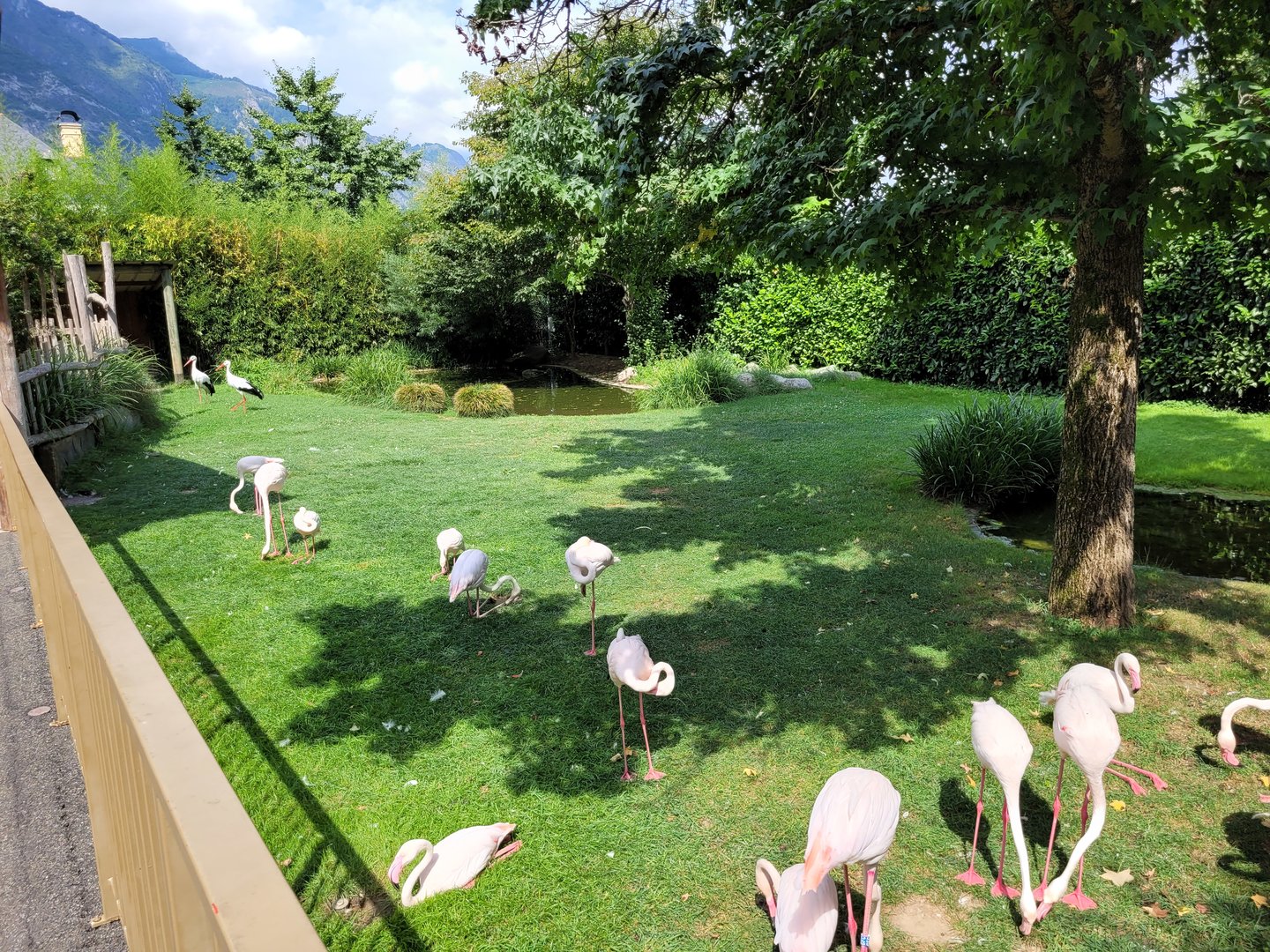Greater flamingo and European white stork exhibit -Parc Animalier des Pyrénées (2023)