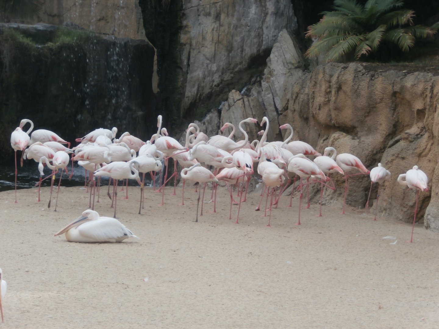 Greater flamingo and Great white pelican -Bioparc Valencia (Summer 2017)