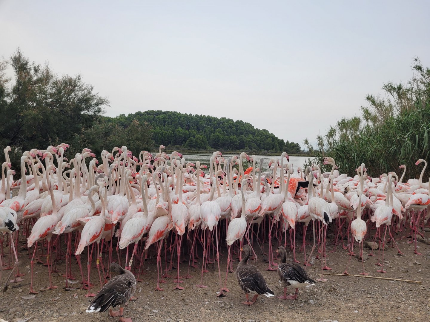Greater flamingo and Greylag geese -Réserve Africaine de Sigean (2022)