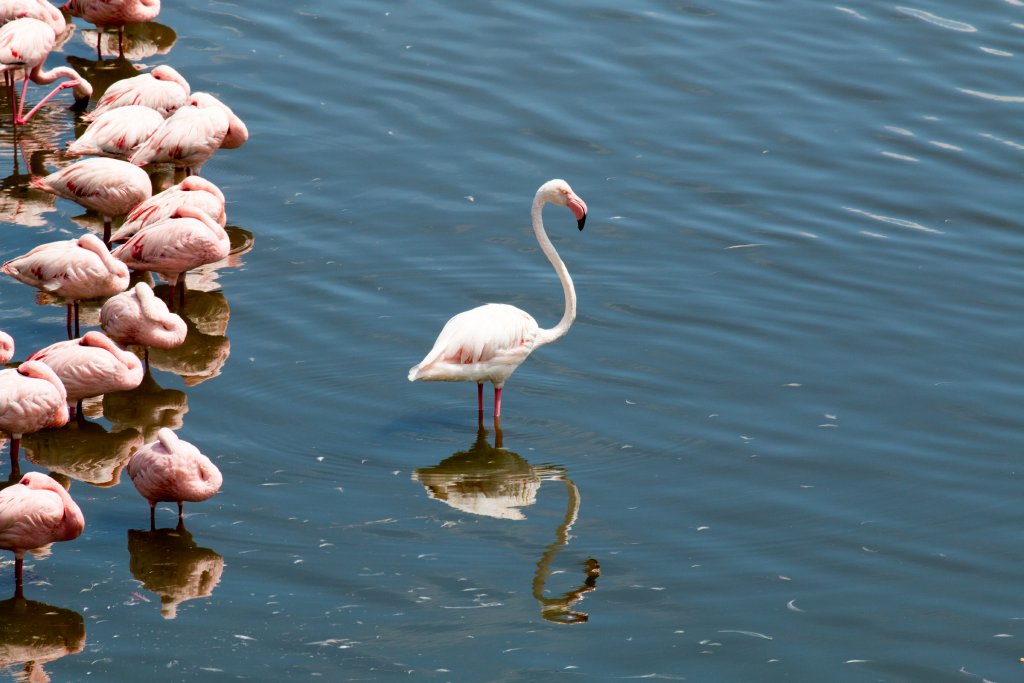 Greater Flamingo and Lesser Flamingos