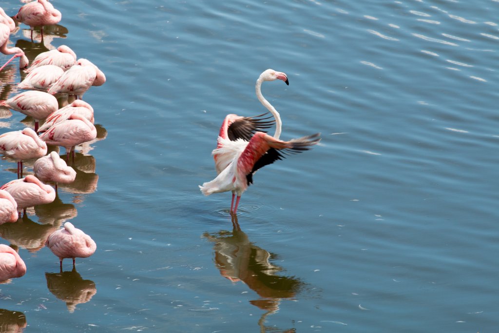 Greater Flamingo and Lesser Flamingos