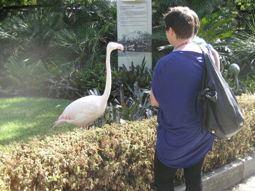 Greater Flamingo and the public