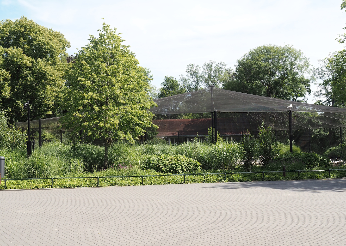 Greater flamingo and waterfowl aviary, 2024-06-30
