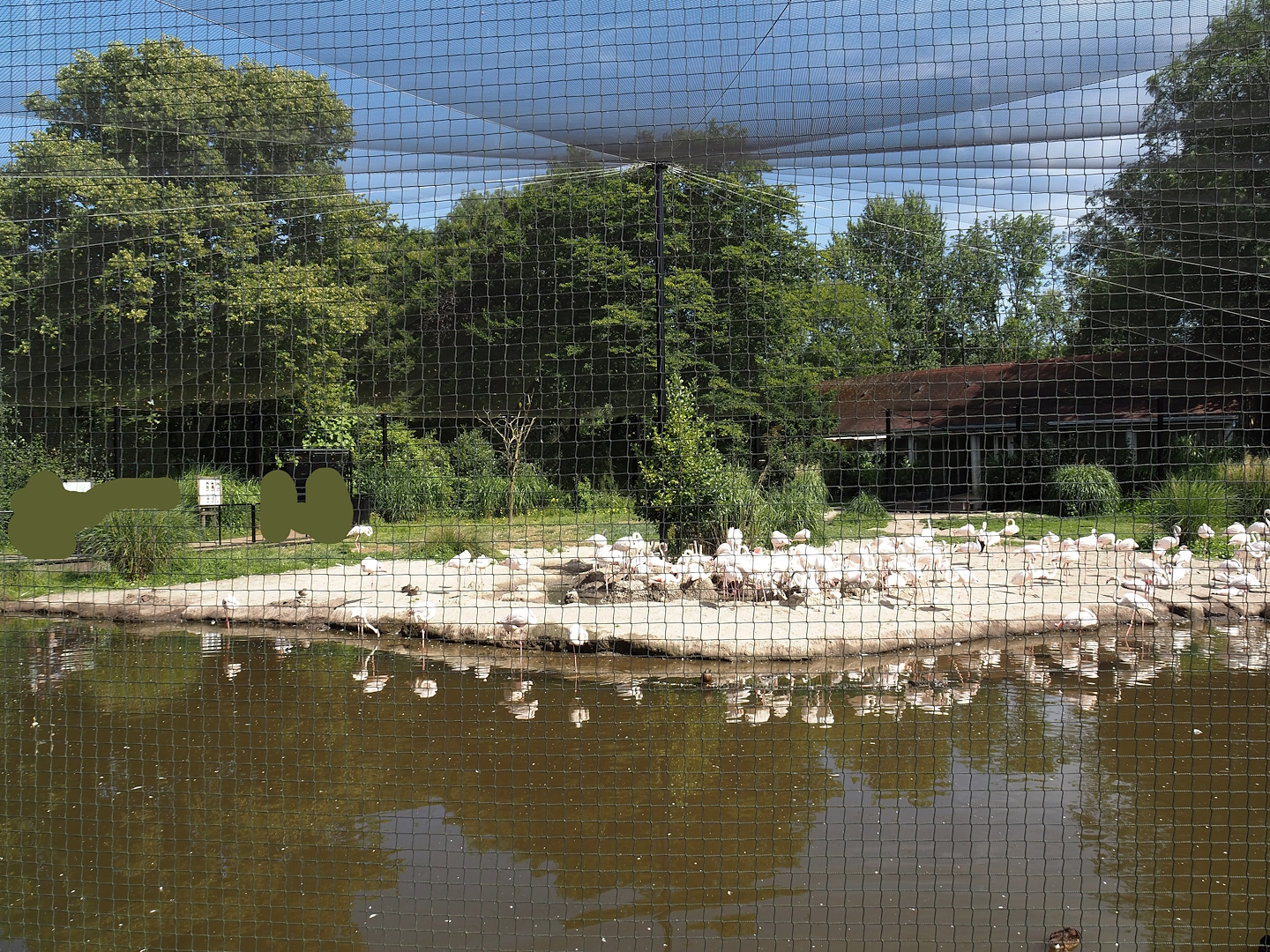 Greater flamingo and waterfowl aviary, 2024-06-30