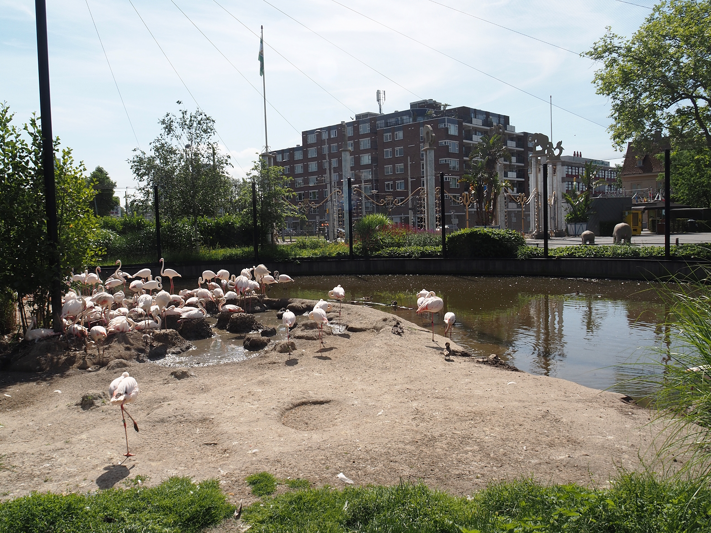 Greater flamingo and waterfowl aviary, 2024-06-30