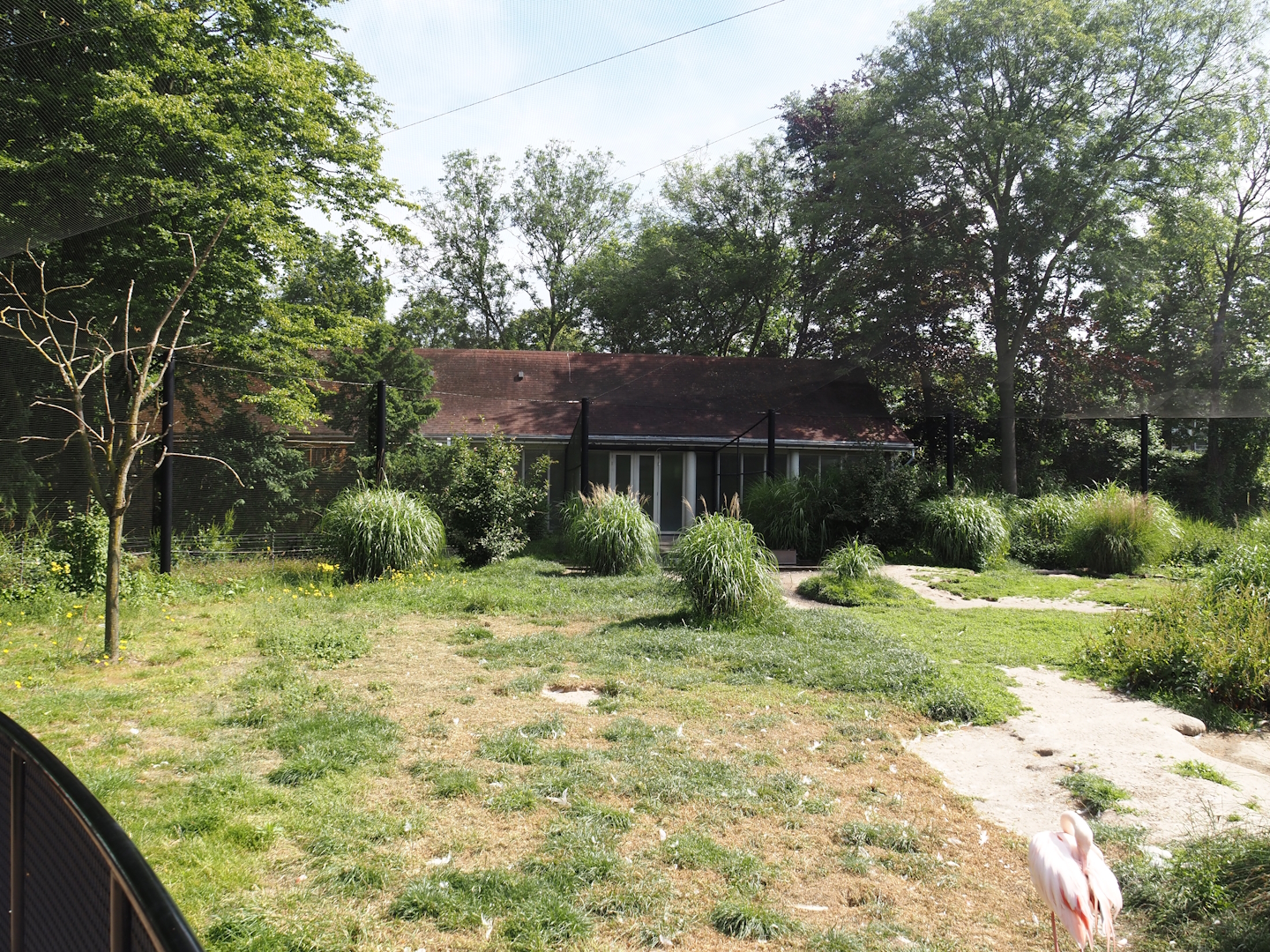 Greater flamingo and waterfowl aviary, 2024-06-30