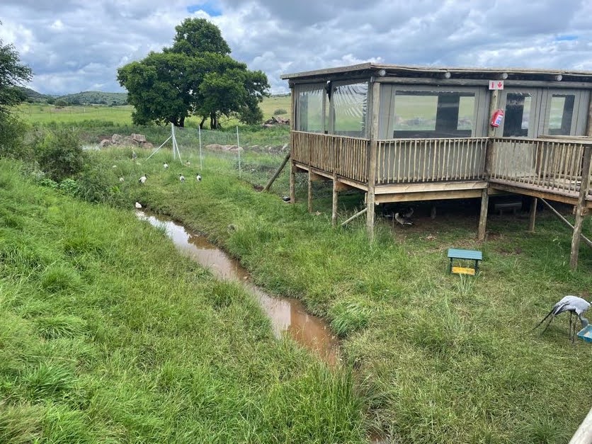 Greater Flamingo and Waterfowl Exhibit (Phoenicopterus roseus)