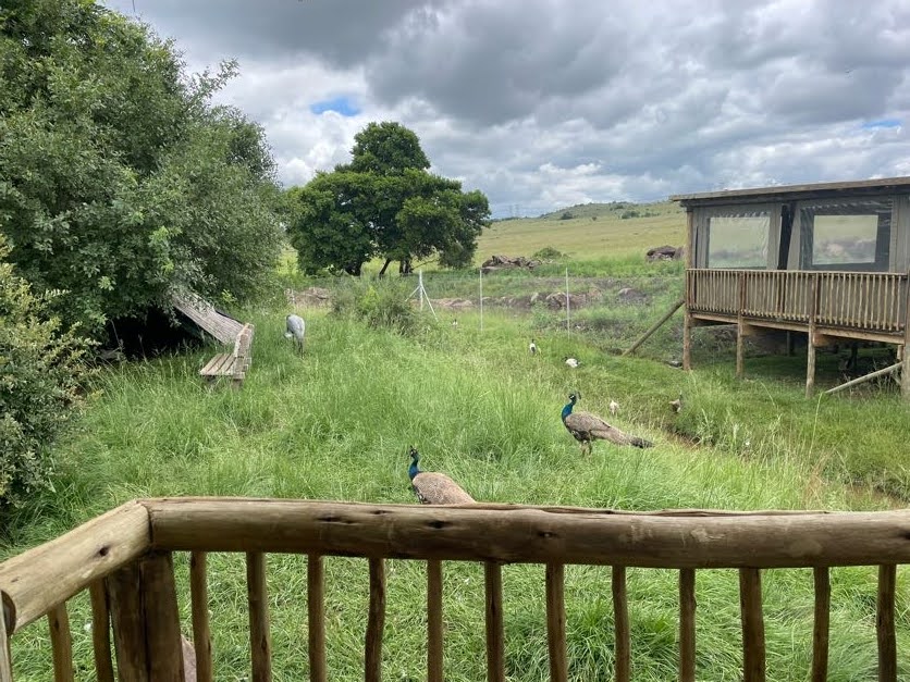 Greater Flamingo and Waterfowl Exhibit (Phoenicopterus roseus)