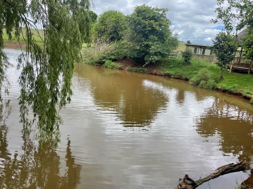 Greater Flamingo and Waterfowl Exhibit (Phoenicopterus roseus)