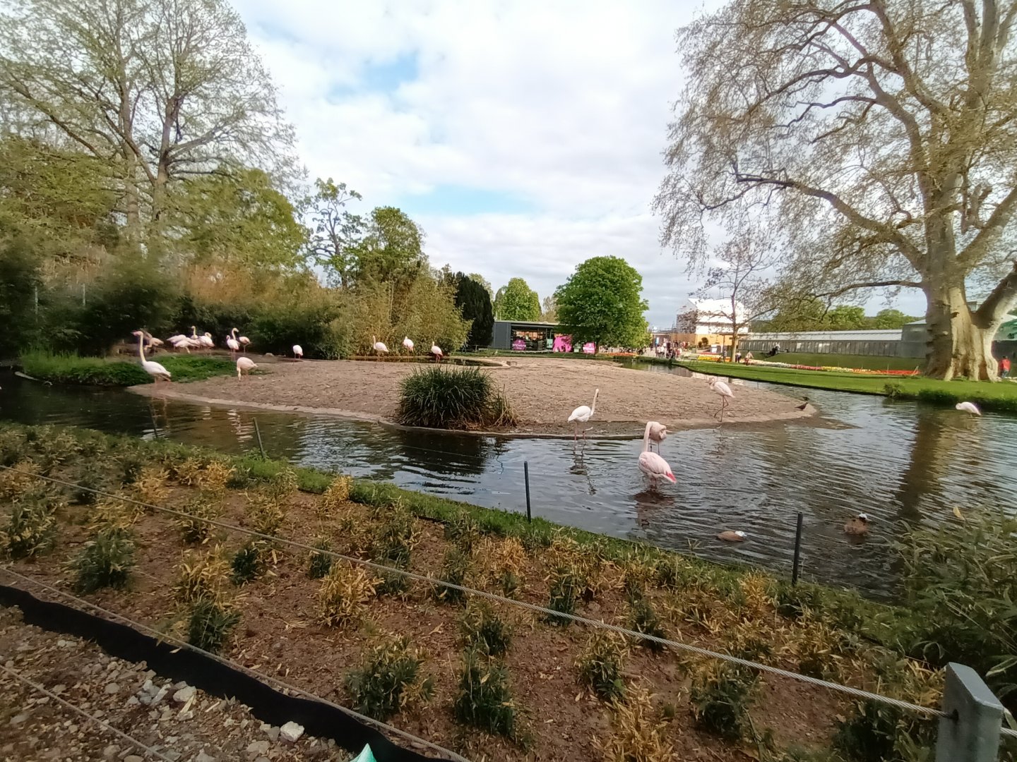 Greater Flamingo and white headed Duck Enclosure