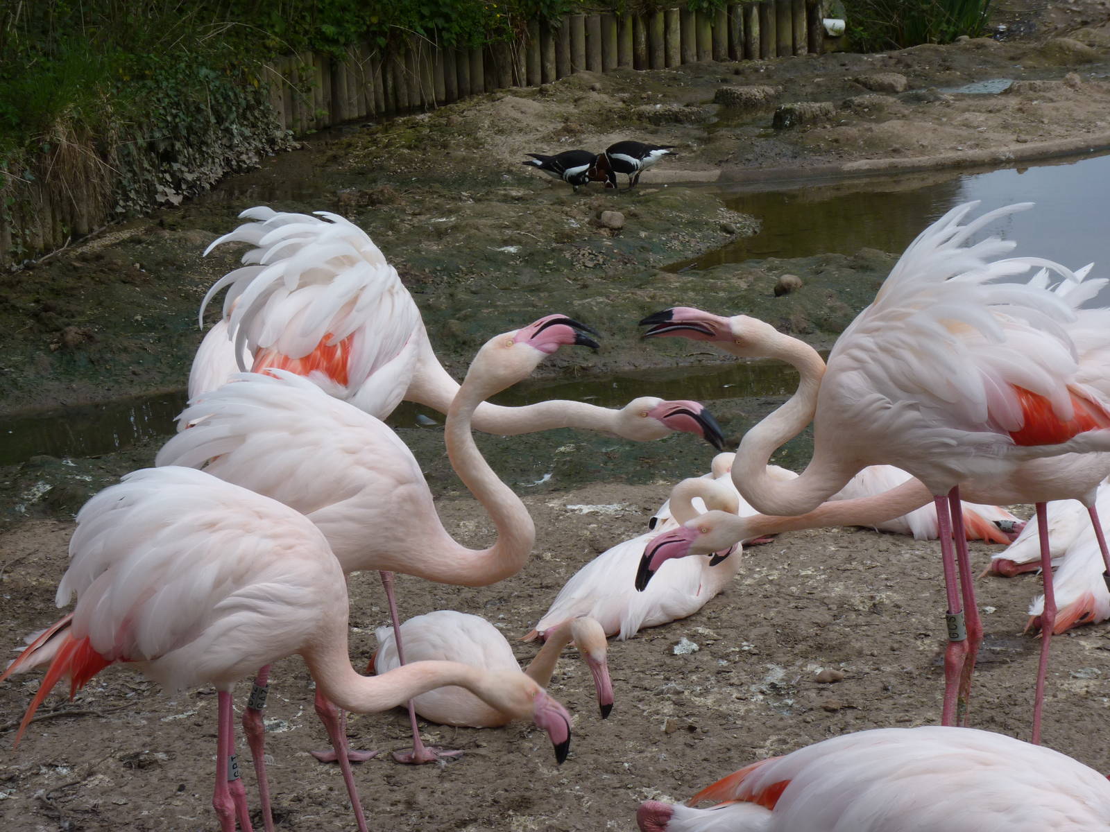 Greater Flamingo, April 2013
