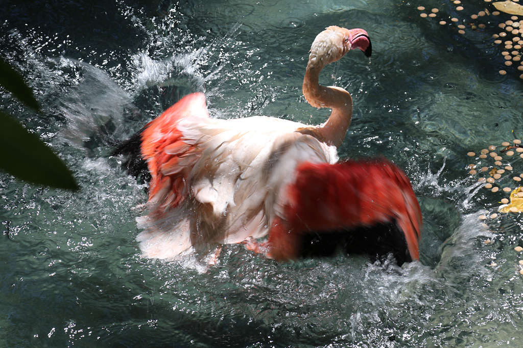 Greater Flamingo at LA Zoo 16th April 2016