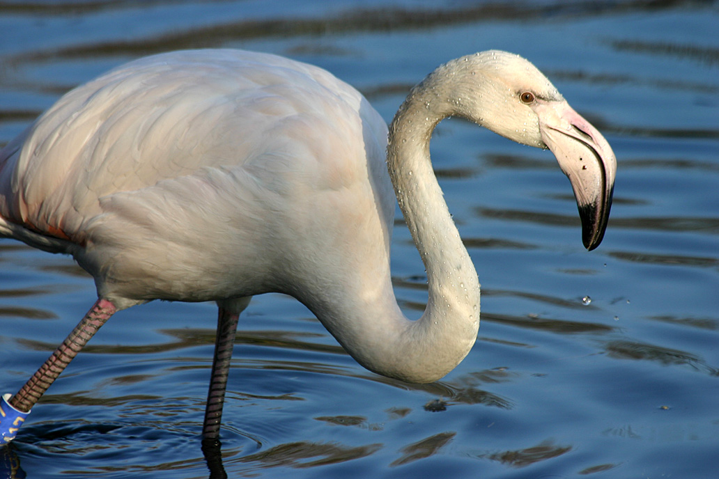 Greater Flamingo at Martin Mere 17/02/08