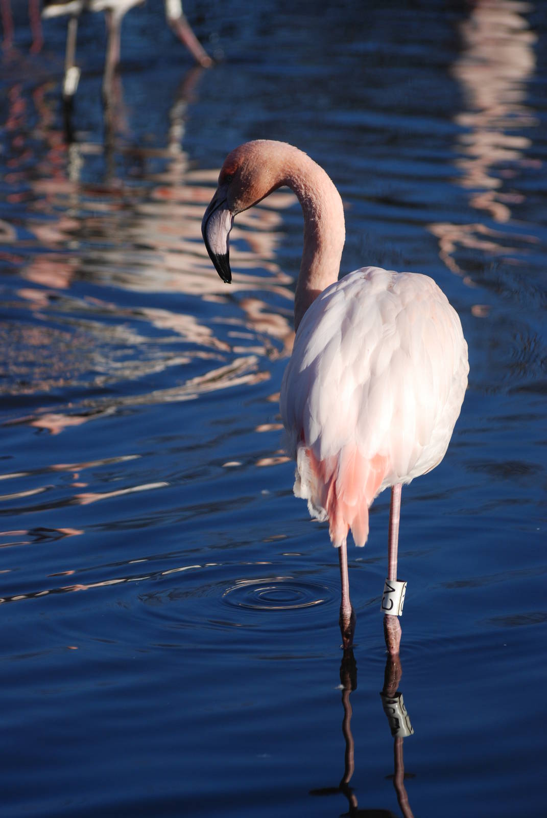 Greater Flamingo at Martin Mere, 28/01/11