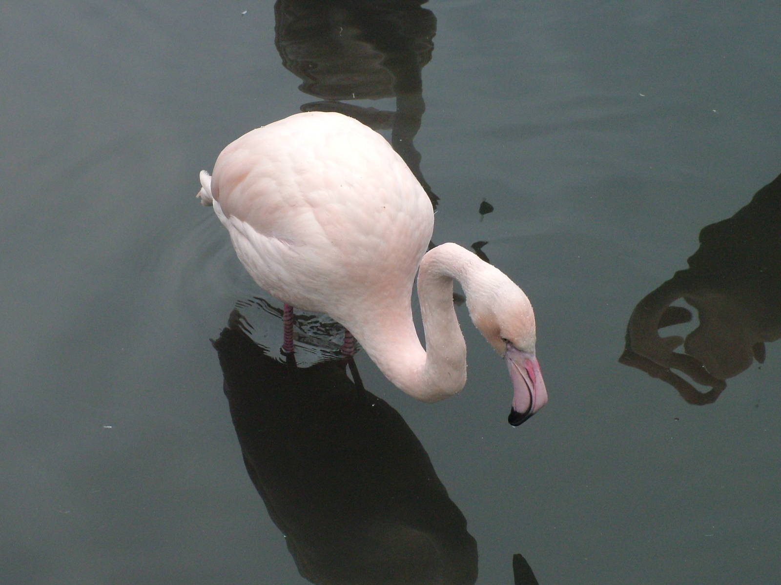 Greater Flamingo at Slimbridge 06/02/10