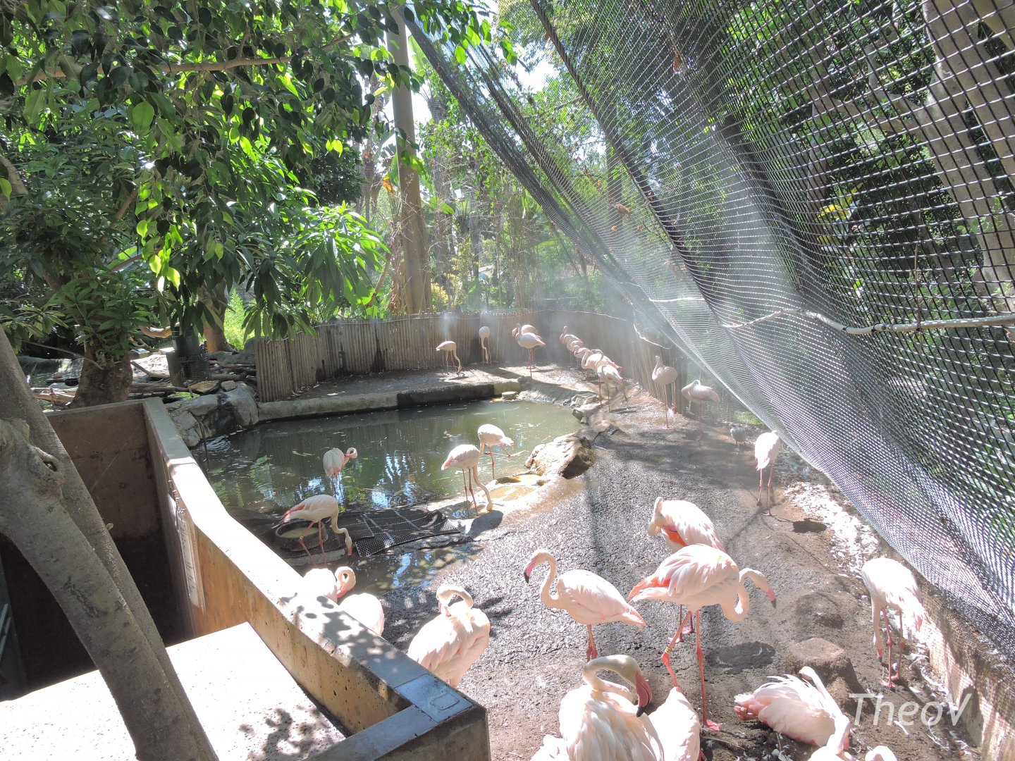 Greater flamingo - Aviary [2015]