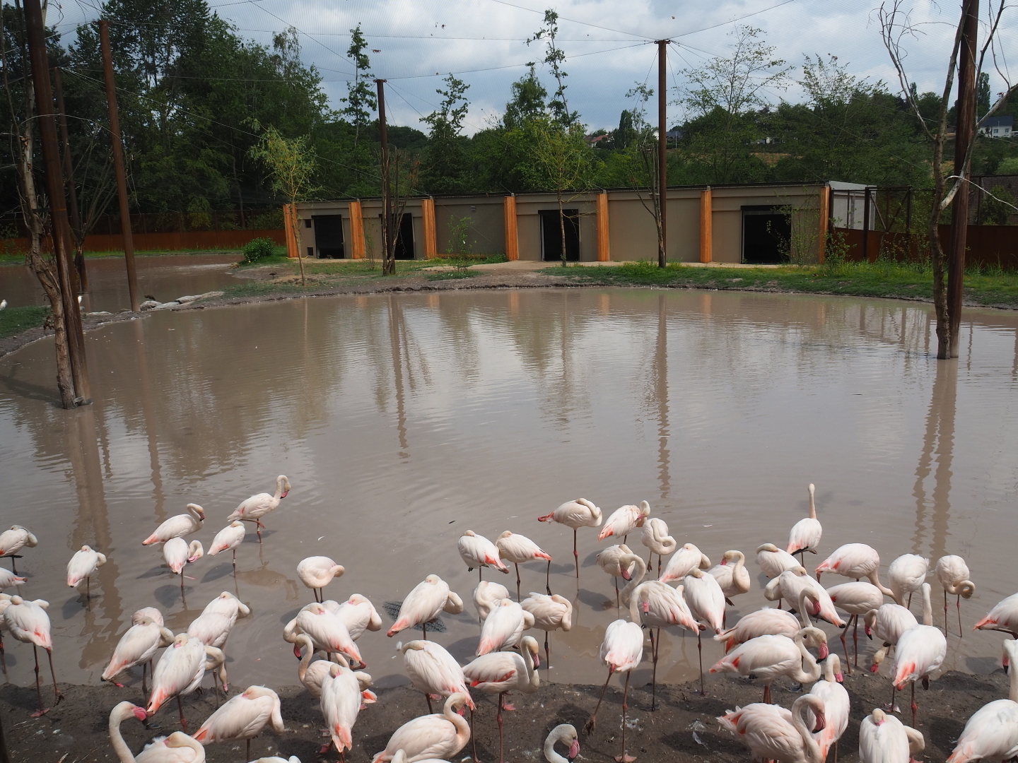 Greater flamingo aviary, 2019-07-21